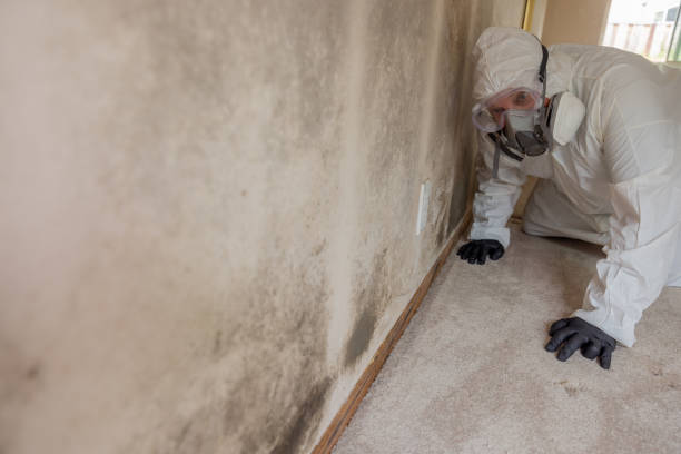 Best Mold Prevention Services in USA